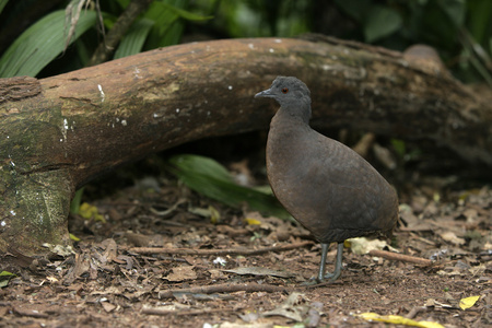 起伏的 tinamou，crypturellus 高