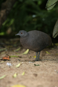 起伏的 tinamou，crypturellus 高