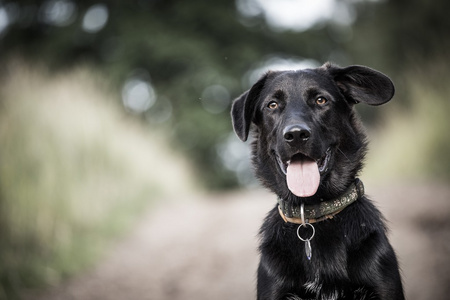 黑犬