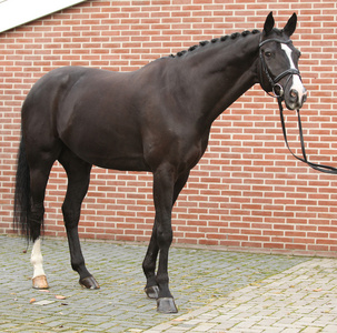 美丽的荷兰马匹与完美的发型