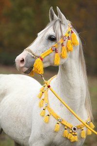 美丽的白色阿拉伯种马与好秀吊带