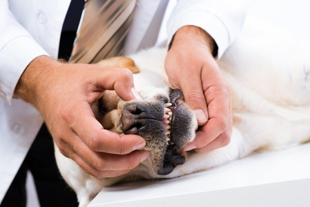 兽医检查一只狗的牙齿