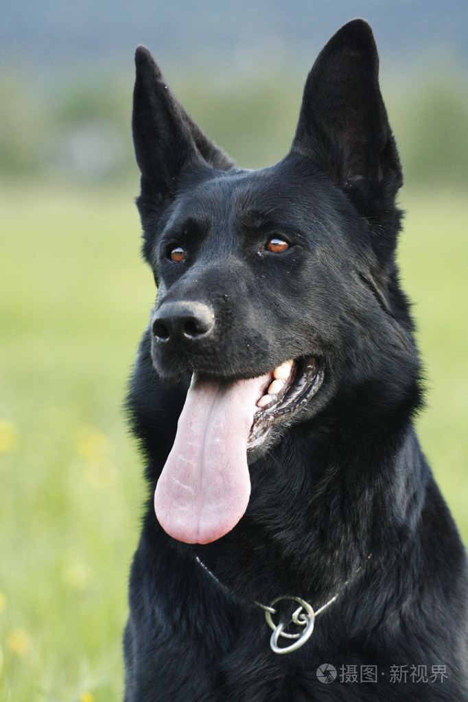 阿尔萨斯照片-正版商用图片1drj1t-摄图新视界