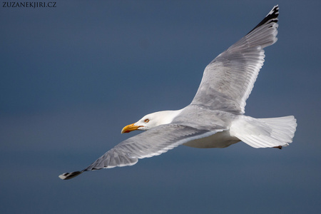 海燕图片-海燕素材-海燕插画-摄图新视界