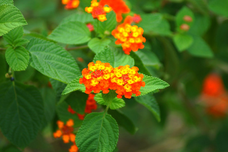 金布的橙色花。 Lantana Camara l