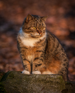 猫坐在草地上