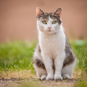 猫坐在草地上