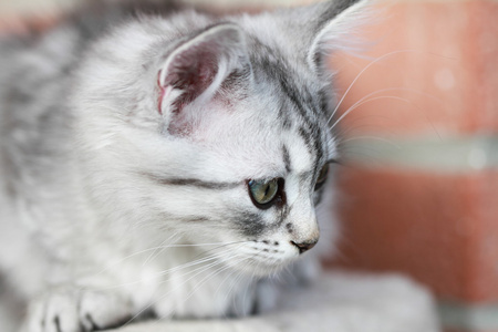西伯利亚小狗的猫，银版
