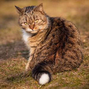 猫坐在草地上