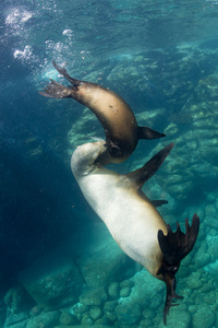 水下的海狮