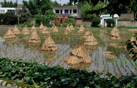 中国 成捆的水稻植株干燥稻田