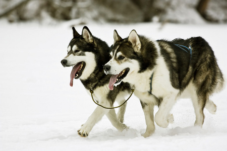 雪犬