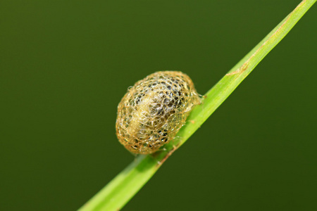 鳞翅目昆虫图片