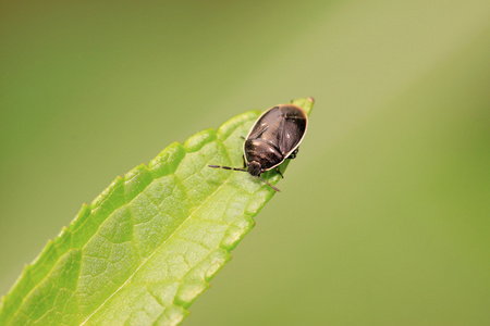 黑椿象幼虫对绿色的叶子