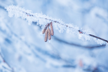 柳絮和雪花