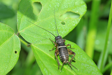 kriket larva na zelen list