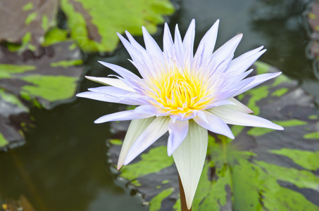 美丽的水莉莉或莲花在水面上