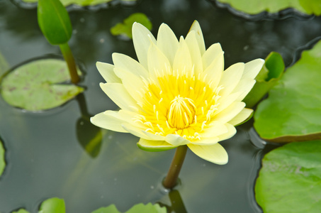 美丽的水莉莉或莲花在水面上