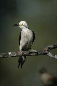 白色的啄木鸟，melanerpes 蘑