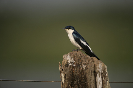 白色翅膀的燕子，tachycineta albiventer