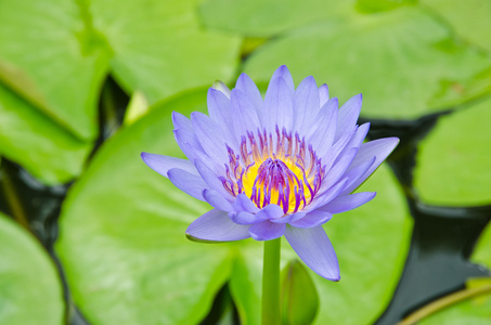 美丽的水莉莉或莲花在水面上