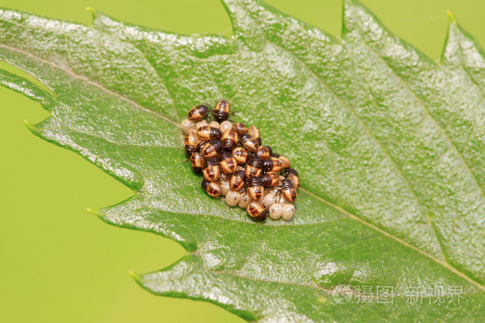 椿象幼虫对绿色的叶子