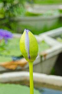 美丽的水莉莉或莲花在水面上