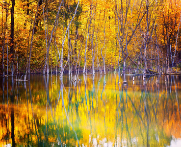 秋天树倒映在湖的水啊