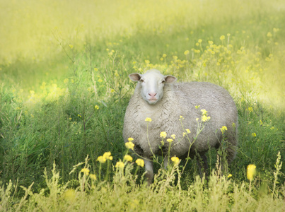 白色的羊，在阳光灿烂的绿色的田野
