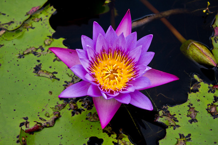 莲花或水百合的花