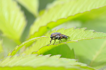 stomorhina 昆虫的特写