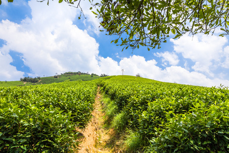 茶叶种植园和山上的树木