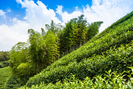 茶叶种植园和山上的树木