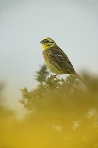 鹉，鸣 citrinella