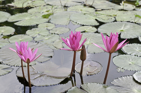 莲花池塘中的莲花