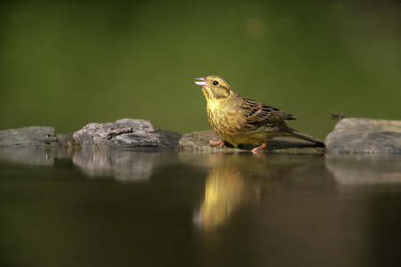 鹉，鸣 citrinella