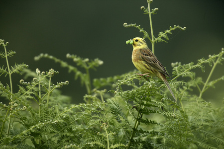 鹉，鸣 citrinella