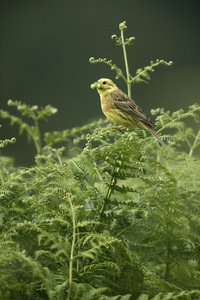 鹉，鸣 citrinella