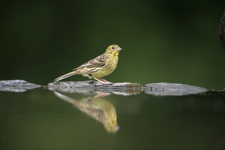 鹉，鸣 citrinella