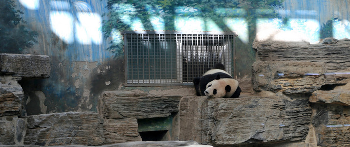 从北京动物园，中国大熊猫