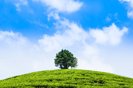 茶叶种植园和山上的树木