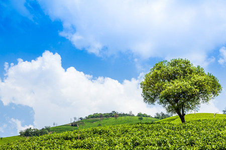 茶叶种植园和山上的树木