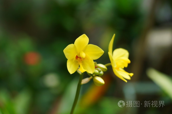 在热带的雨林里的兰花花黄色