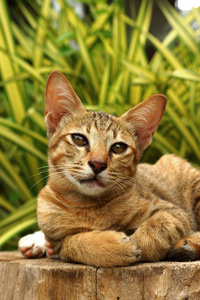 孟加拉猫在浅褐色和木料上奶油