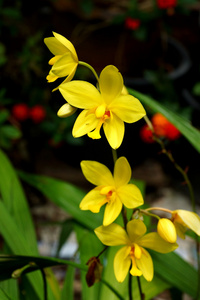在热带的雨林里的兰花花黄色