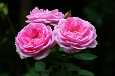 提取精油的粉红色玫瑰。 罗萨达马塞纳