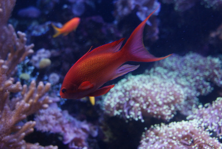  小鱼群男性pseudanthias squamipinnis