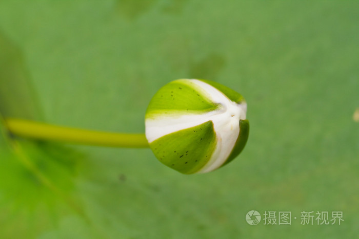 白莲花照片 正版商用图片1ds1jo 摄图新视界 白莲花照片 正版商用图片1ds1jo 摄图新视界