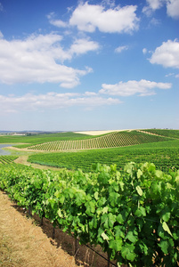 在葡萄牙，alentejo 地区的葡萄园