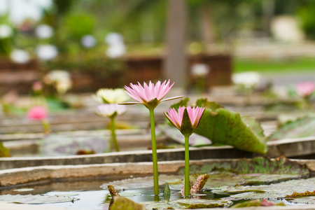 紫莲花